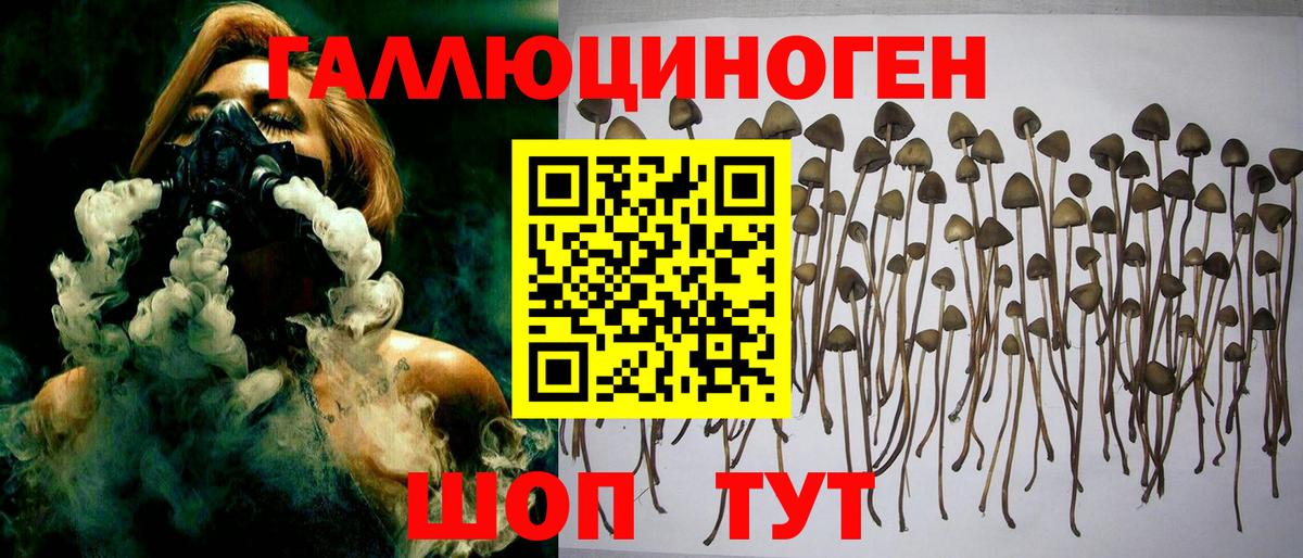 Электросталь  Псилоцибиновые грибы GOLDEN TEACHER  Вход с VPN  Псилоцибиновые грибы Psilocybe 